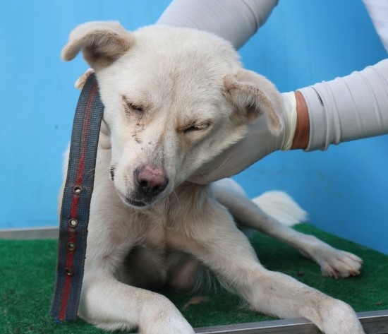 보호중 믹스견의 가…